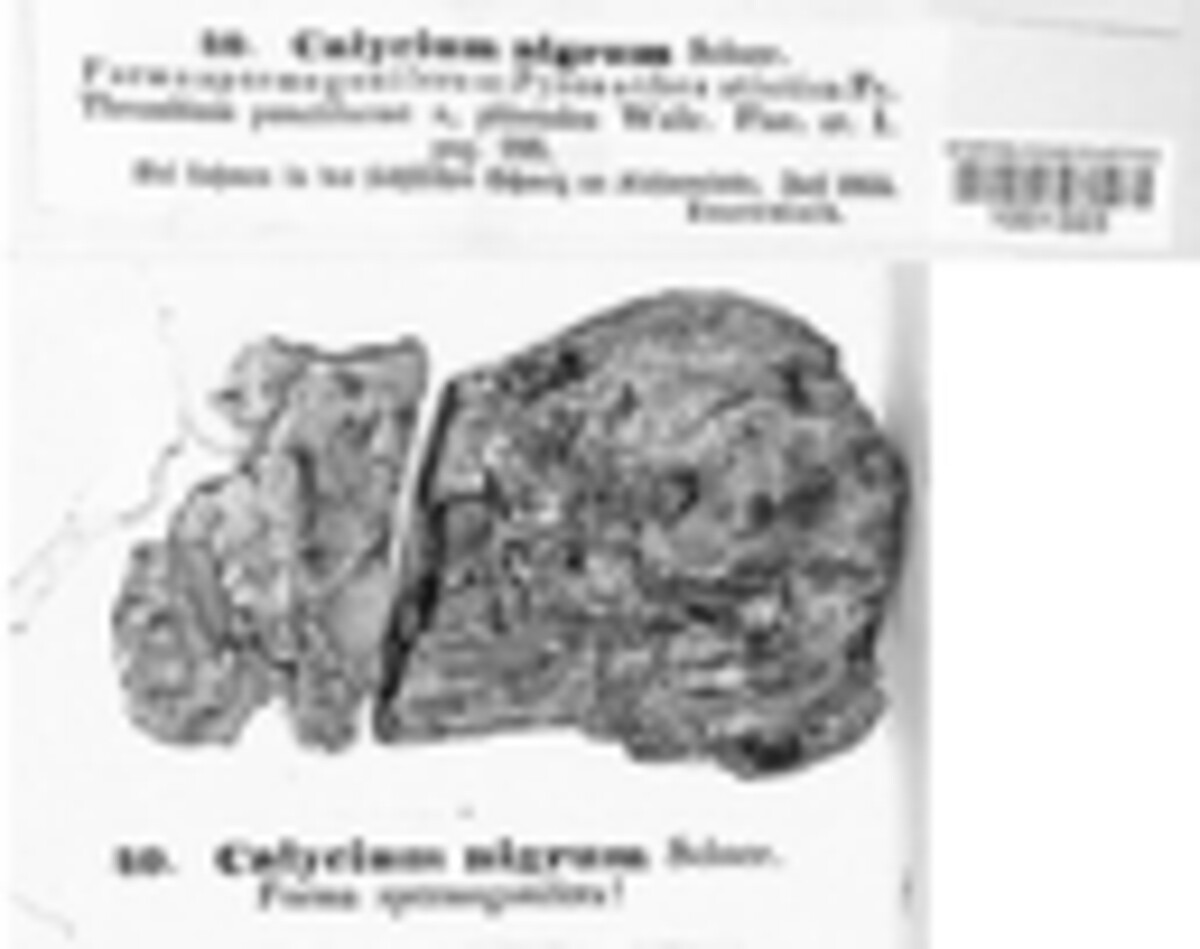 Calicium nigrum image
